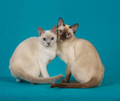 tonkinese